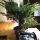Juniperus chinensis blaauw 1