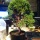 Juniperus procumbens nana 1