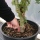 Les cultivars d'érables japonais en bonsaï