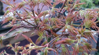 Acer palmatum palmatum